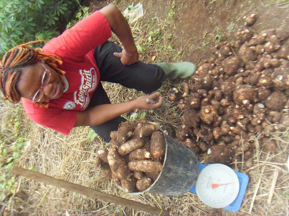 Revitalizing Communities: Weesdev Promotes the Resilient Cultivation of Colocasia Escolanta (Igbo Cocoyam) as a Sustainable Livelihood Amidst Crop Challenges